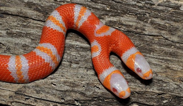 Những loài rắn hai đầu kỳ lạ trên khắp thế giới