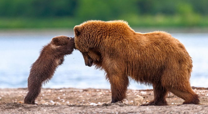 Chùm ảnh cực đáng yêu về gấu mẹ dạy gấu con - Tuổi Trẻ Online
