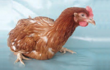 6 nguyên nhân gây đi khập khiễng, rối loạn vận động ở gà và cách khắc phục? - Tạp chí Chăn nuôi Việt Nam