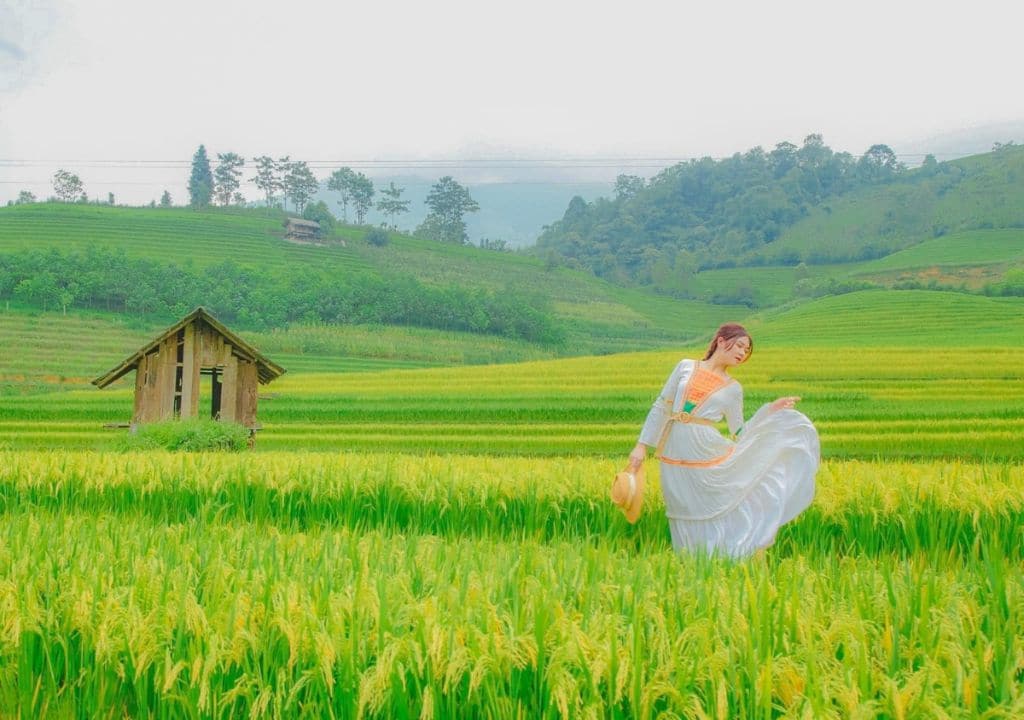 Mùa vàng rực rỡ trên thung lũng Mường Hoa Sapa